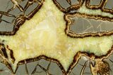 Polished Septarian Slab with Partial Ammonite Fossil - Utah #378472-1